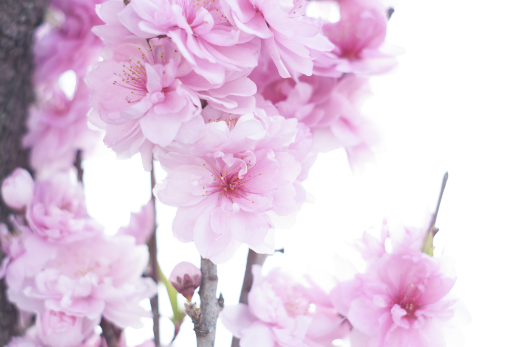 お花見散歩