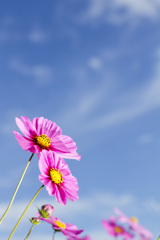秋桜