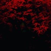 河口湖 紅葉