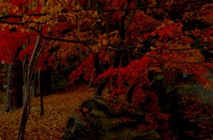 河口湖 紅葉