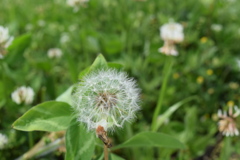 036