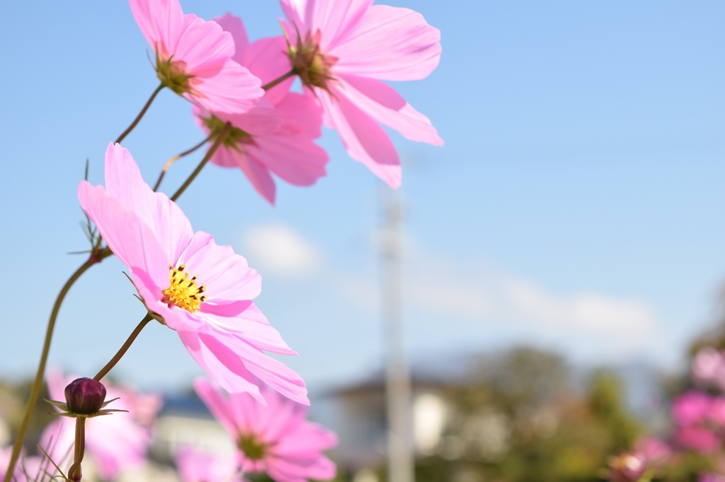 秋桜