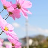 秋桜