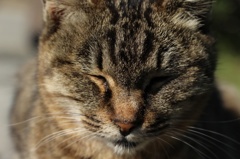 気がつけば猫が居る
