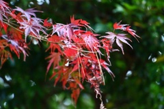 紅葉