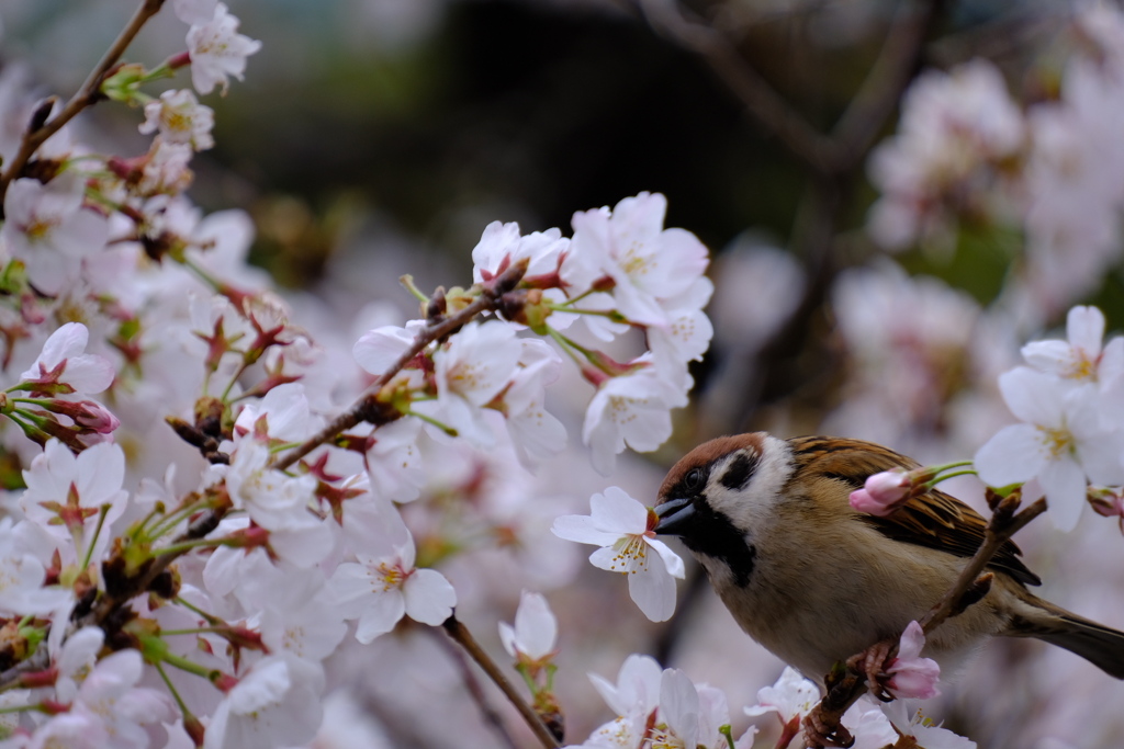 花より花？