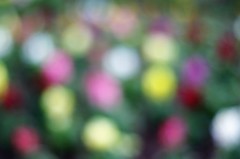 お花畑