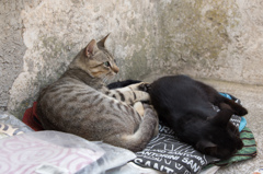 猫