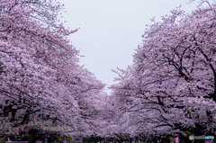 上野公園の桜海１