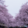 上野公園の桜海１