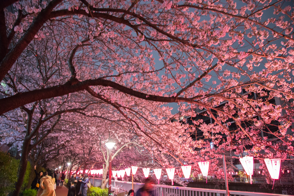 目黒川の夜桜