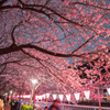 目黒川の夜桜