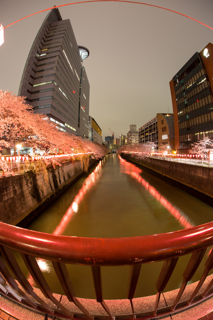 目黒川の夜桜