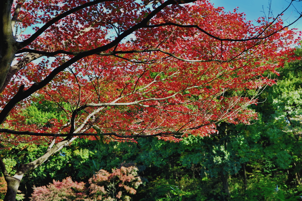 紅葉