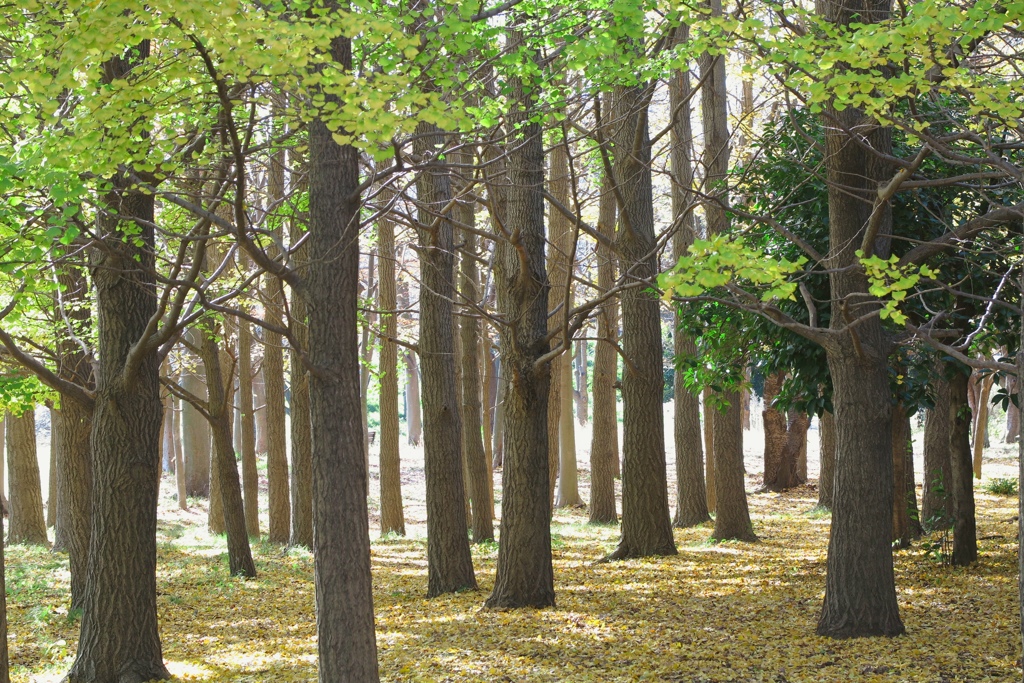 根岸森林公園