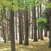 根岸森林公園