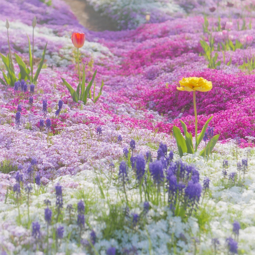 芝桜