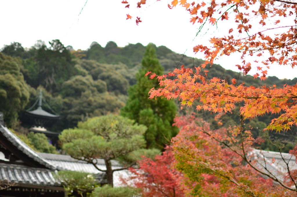 永観堂　禅林寺-5