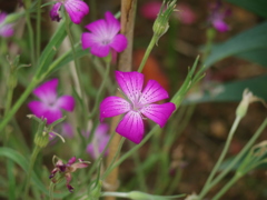 草花