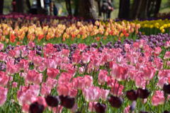 チューリップ