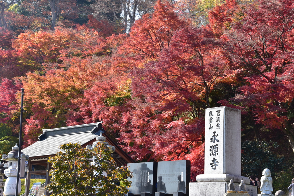もみじ寺
