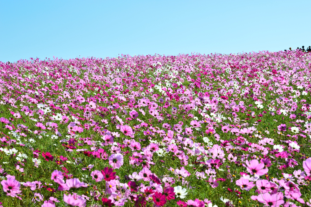 コスモス？