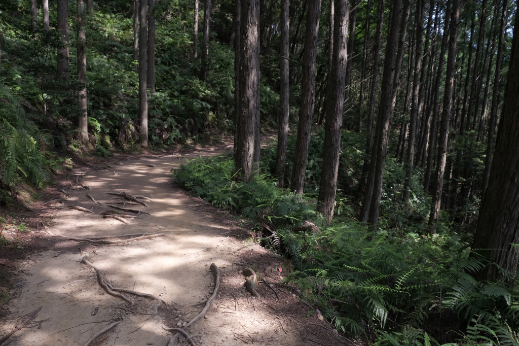 熊野古道４