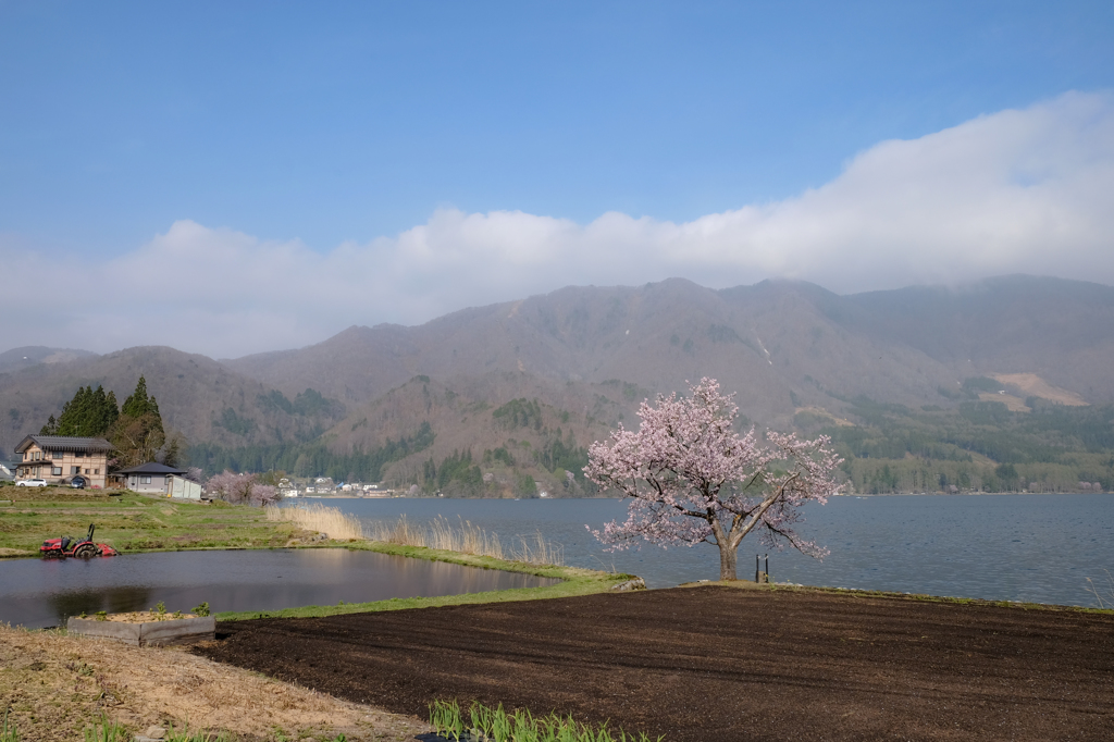 山と湖と田んぼと桜