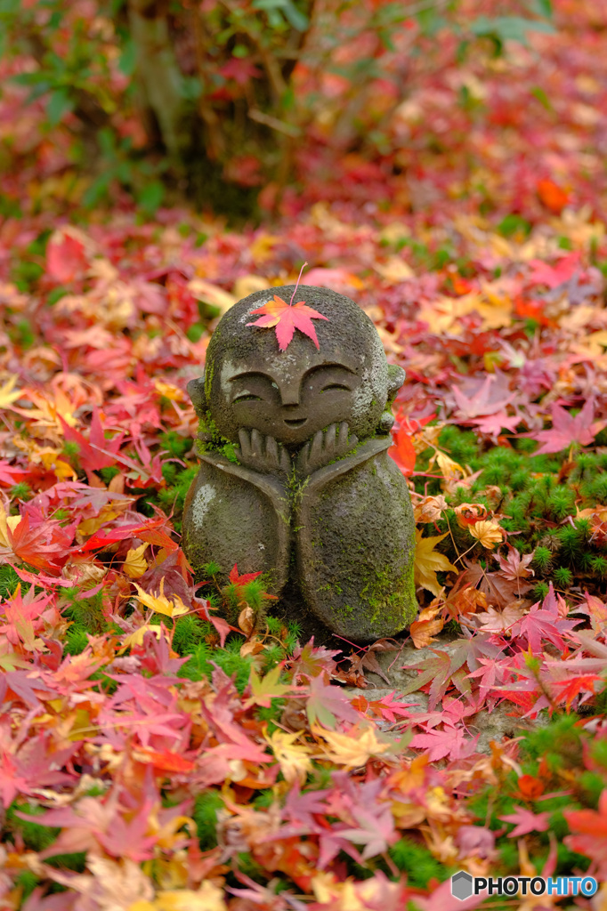 落ち葉