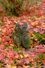 落ち葉