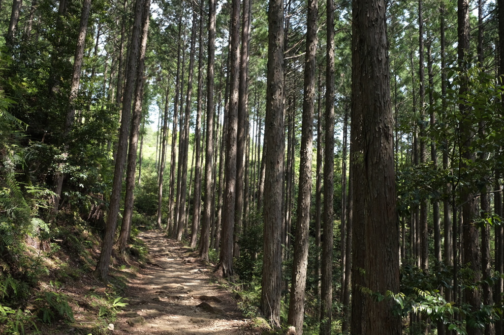 熊野古道２