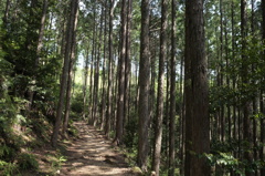 熊野古道２