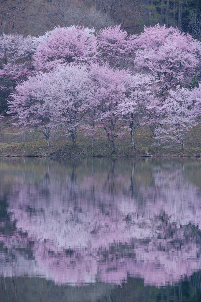 湖畔に咲く