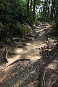 熊野古道３