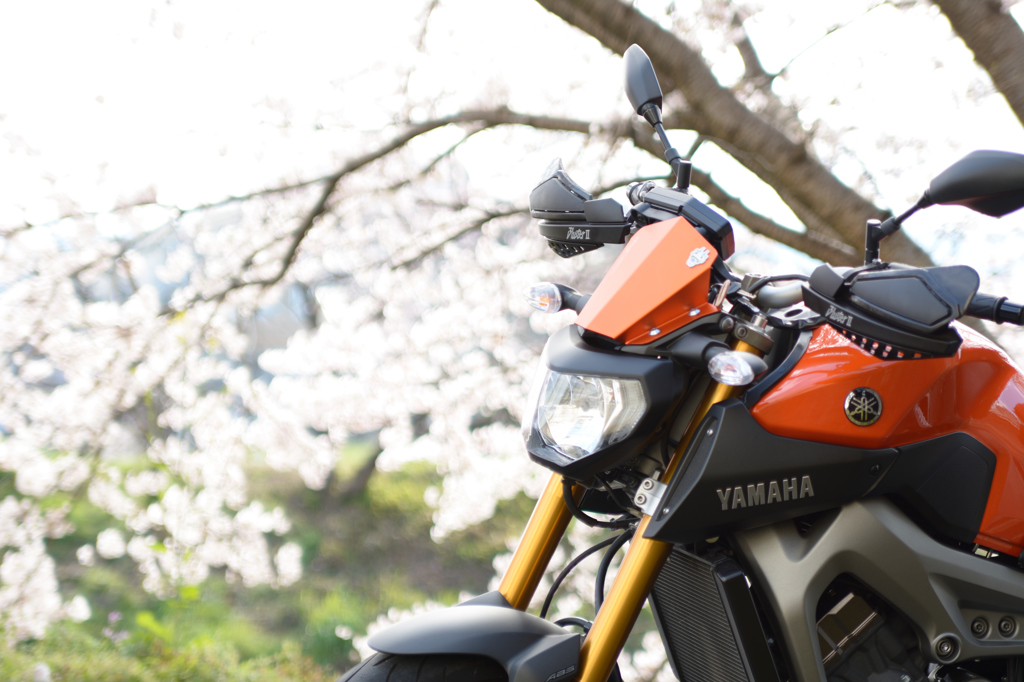 バイクと桜