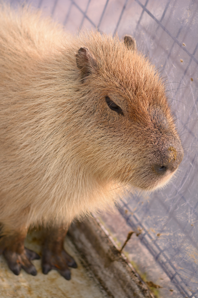 カピバラさん