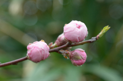 桜のつぼみ