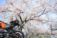 バイクと桜