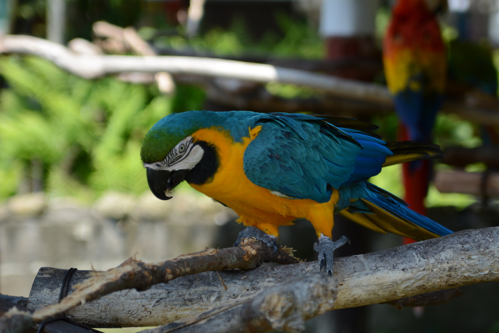 なんたらインコ