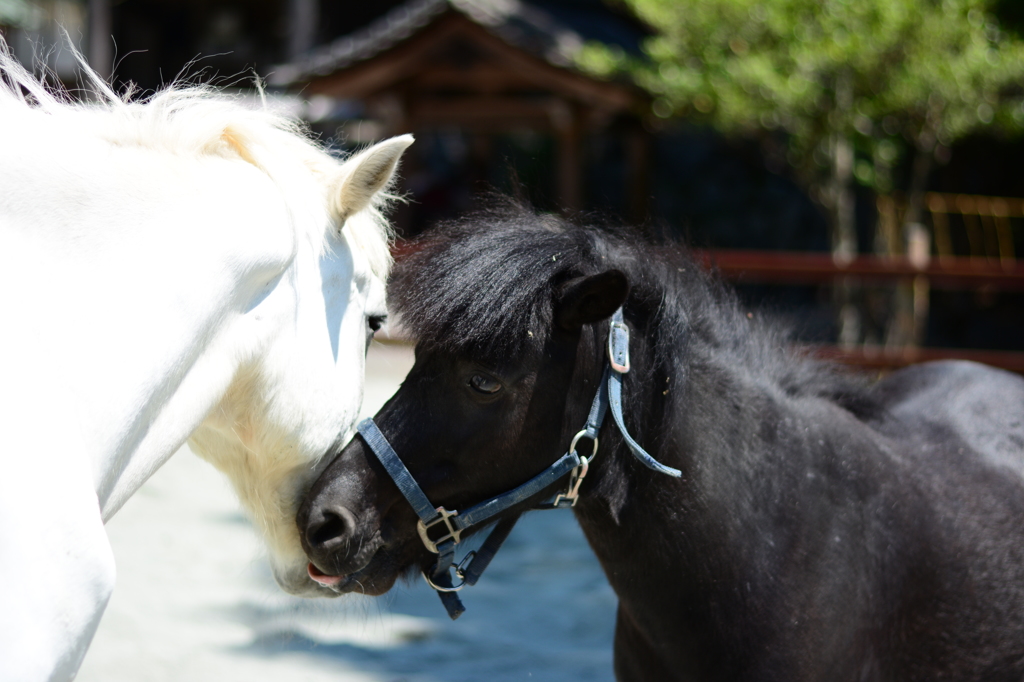 白馬と黒馬