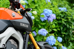 バイクとあじさい