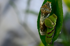 ナミアゲハの幼虫二体