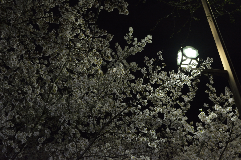 夜桜