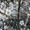 梅に沈む