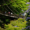 かずら橋