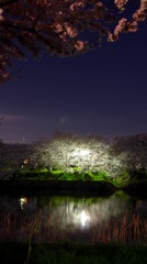 元荒川 夜桜