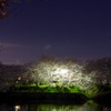 元荒川 夜桜