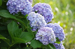 紫陽花