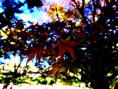 紅葉