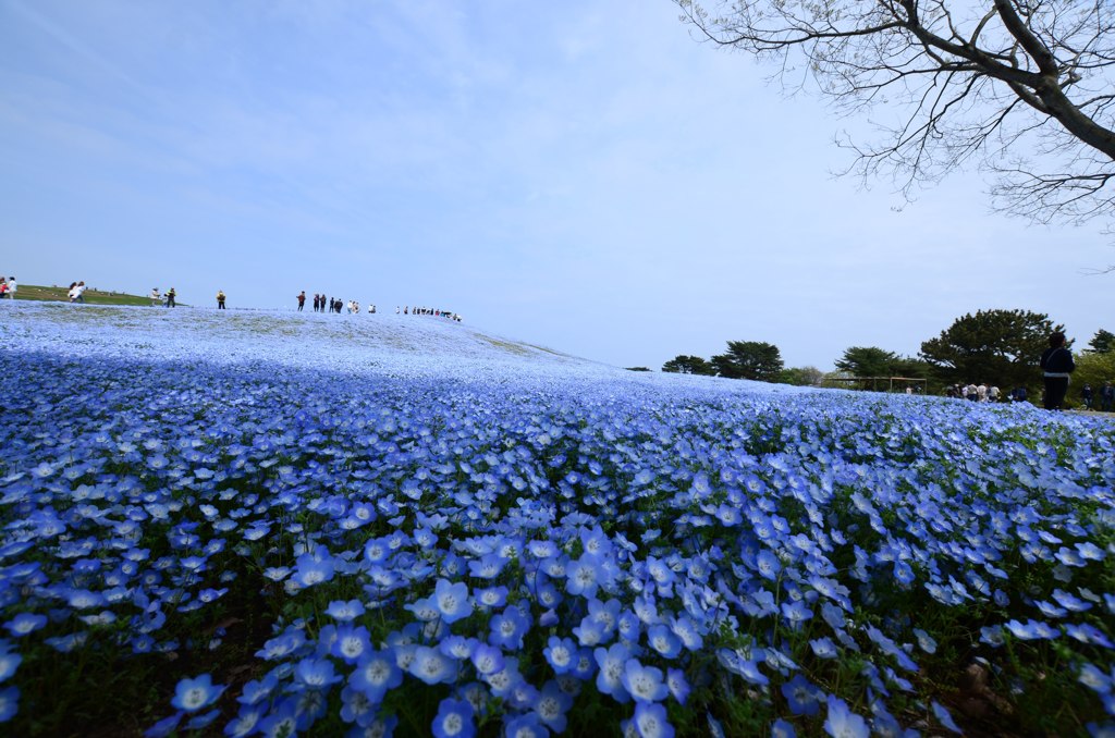 ひたち海浜公園のネモフィラ